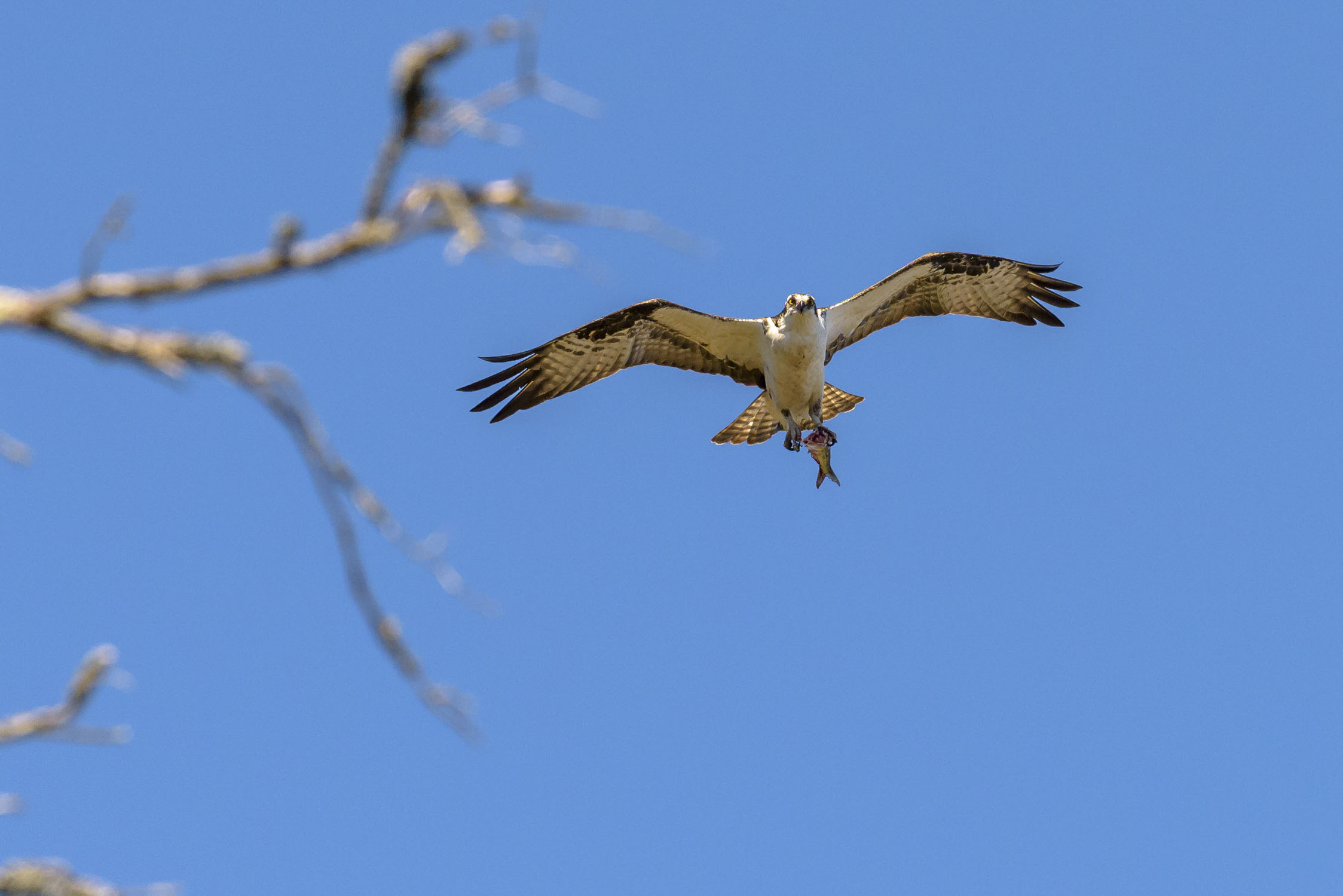 Osprey flying with a headless fish