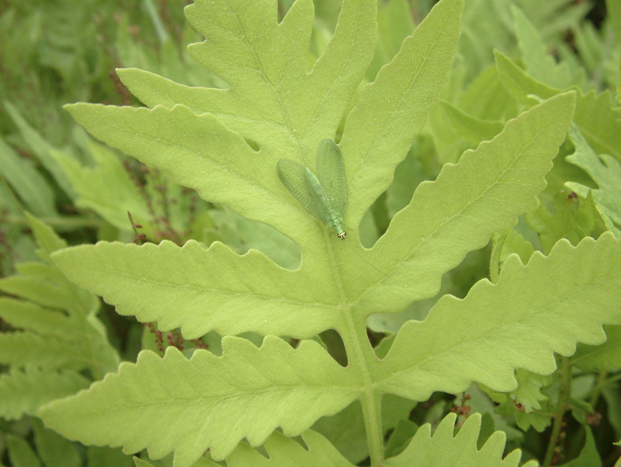 A pale green leave with a green irridescent lacy winged moth on it