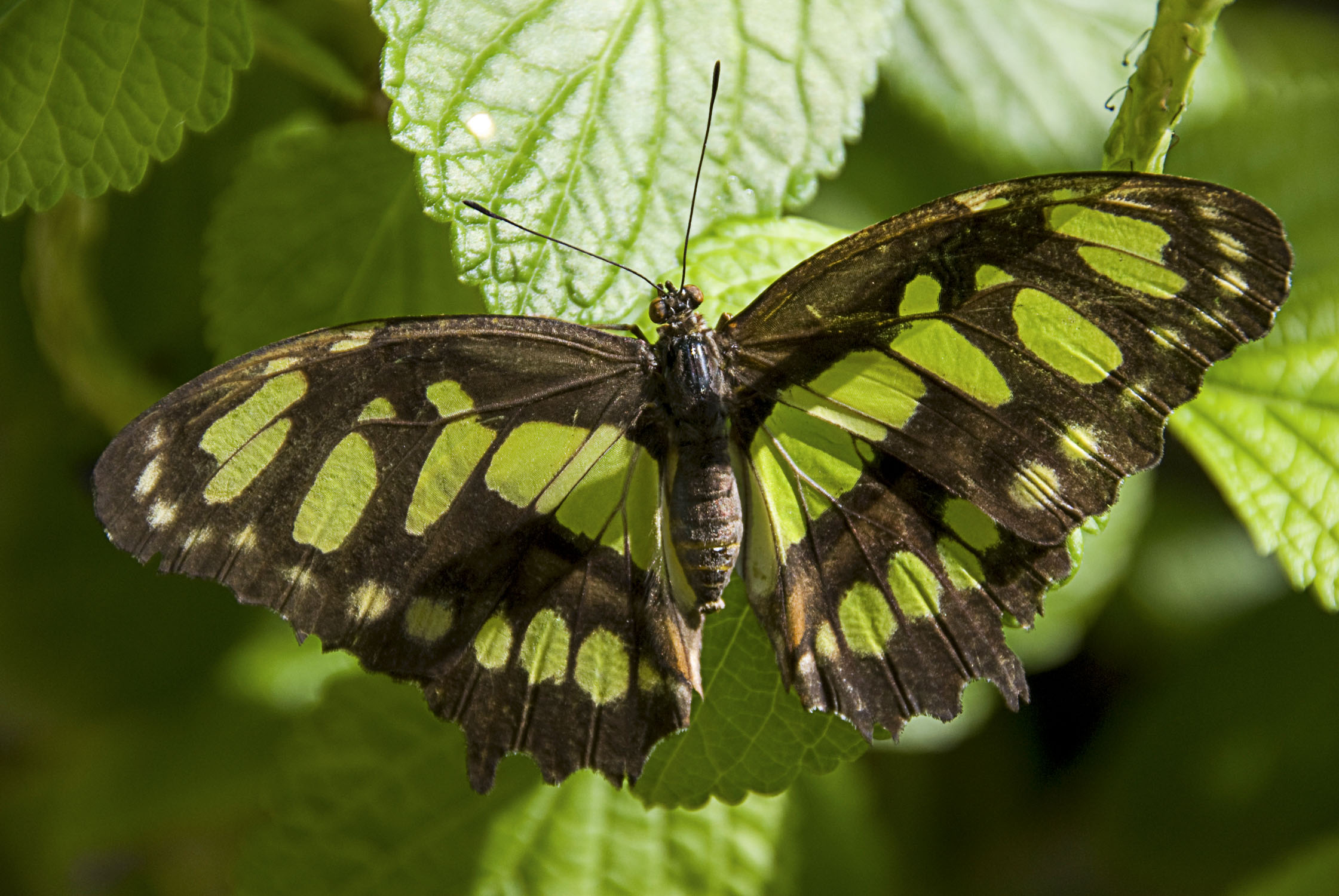 A moth with green spots on otherwise brown wings