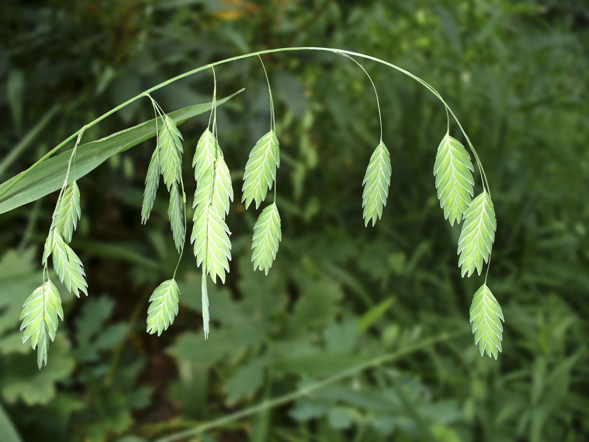 Flat delicate green leaves hanging from a branch