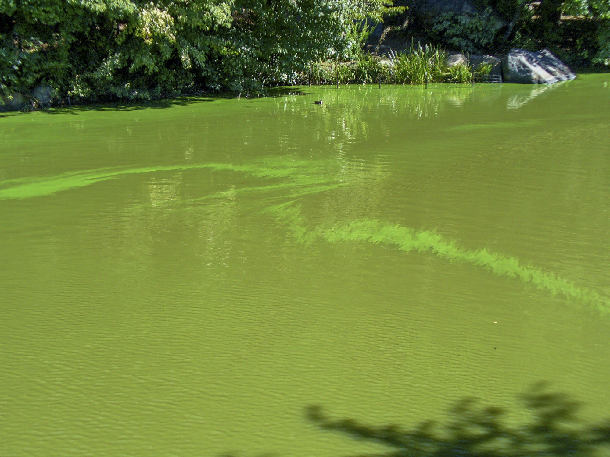 A pond with a lot of algae growing
