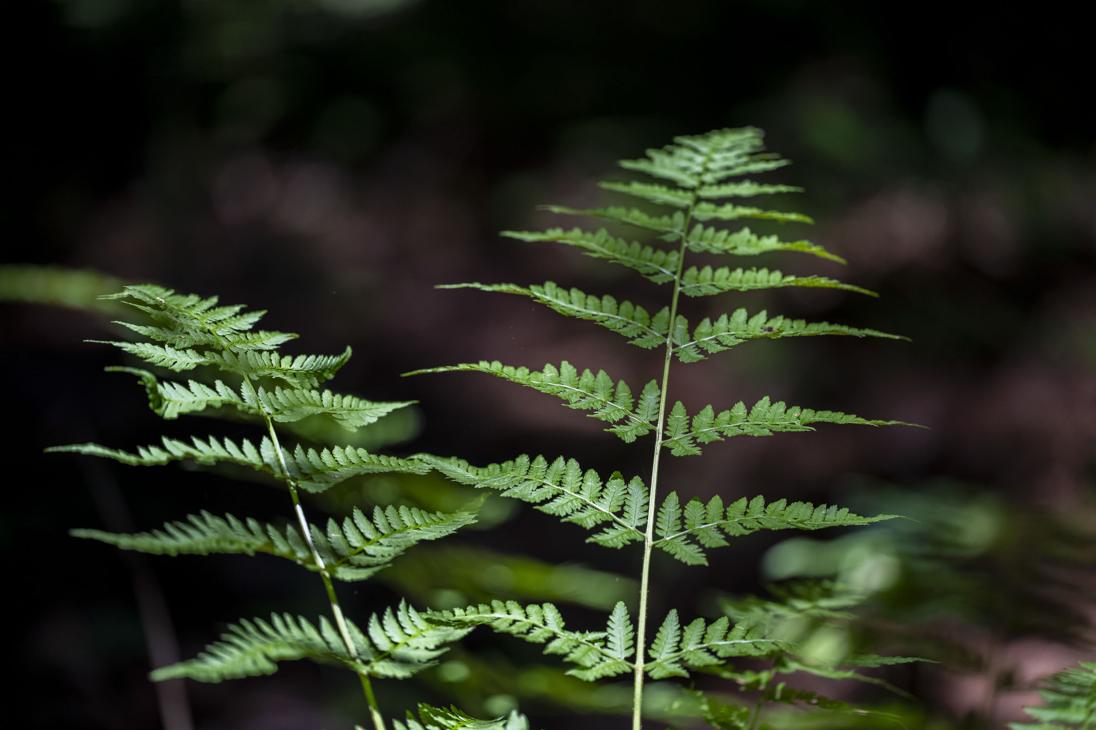 Fern leaves that fade away in the picture
