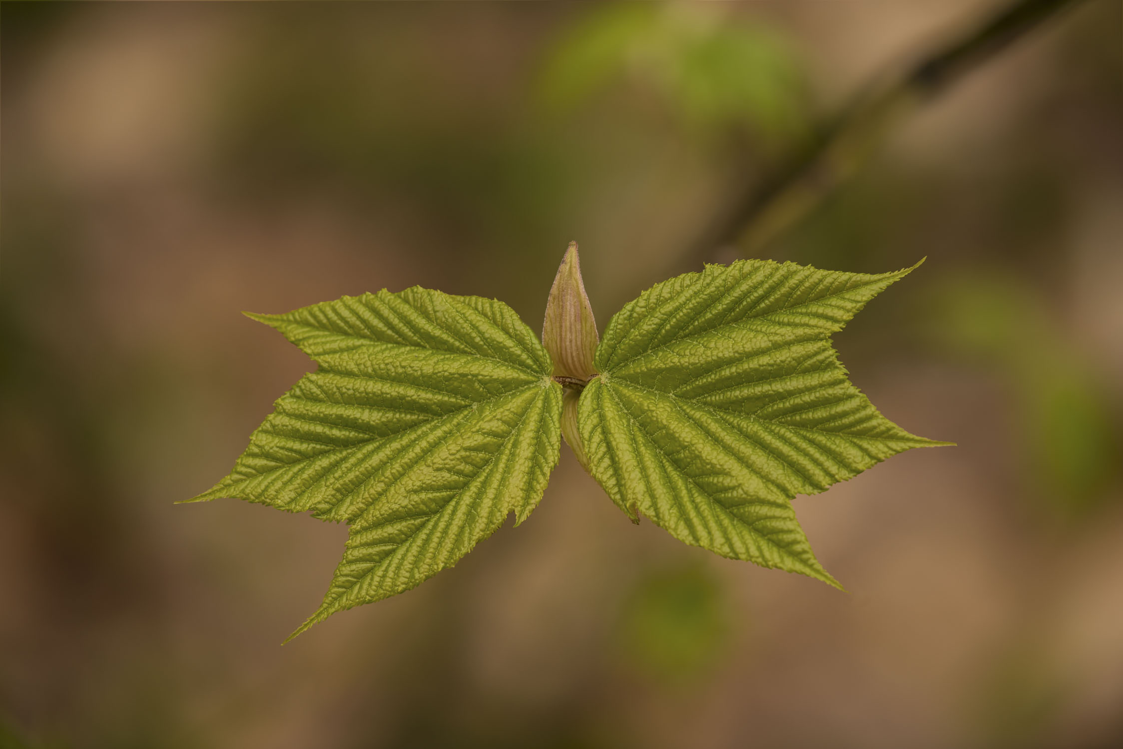 A young plant with 2 leaves