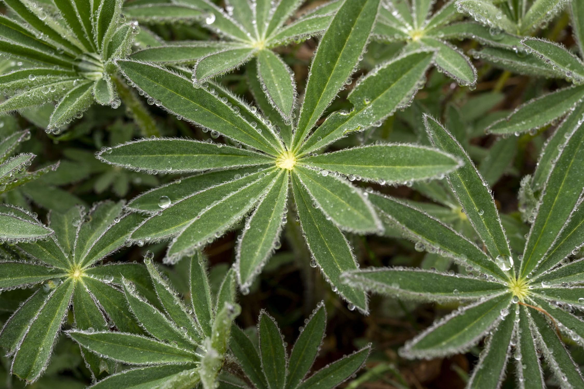 Plants with small green leaves, covered with dew drops, that have a yellow center.