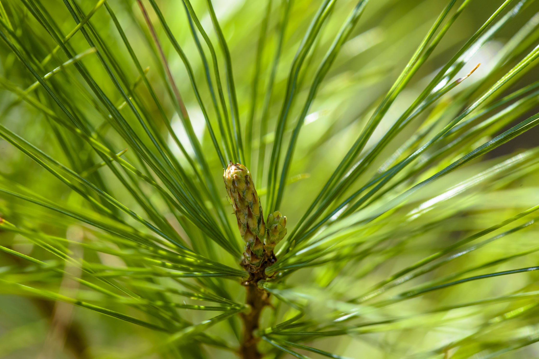pine needles surround a baby pine cone