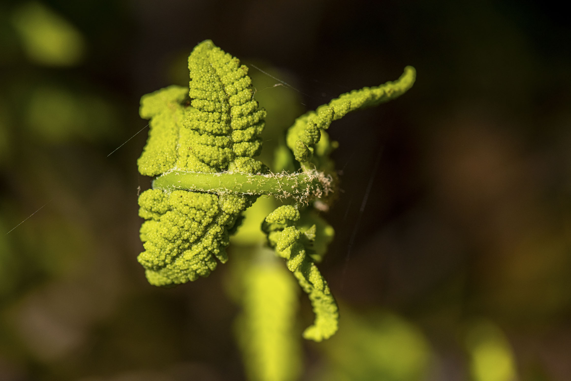 A fern fiddlehead that has started to unfurl