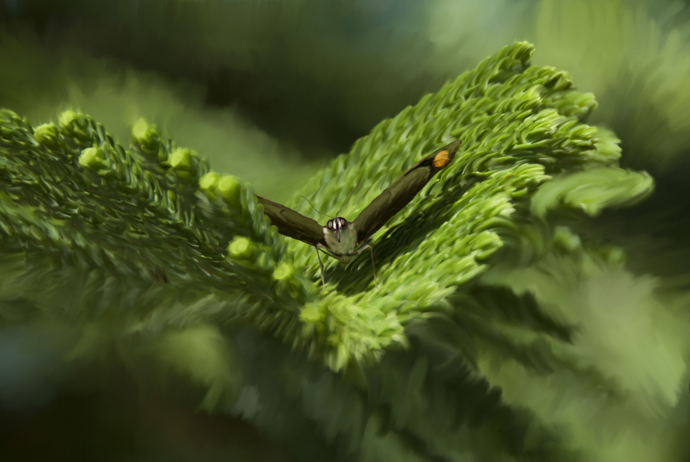 A drawing of a moth that is sitting on a plant