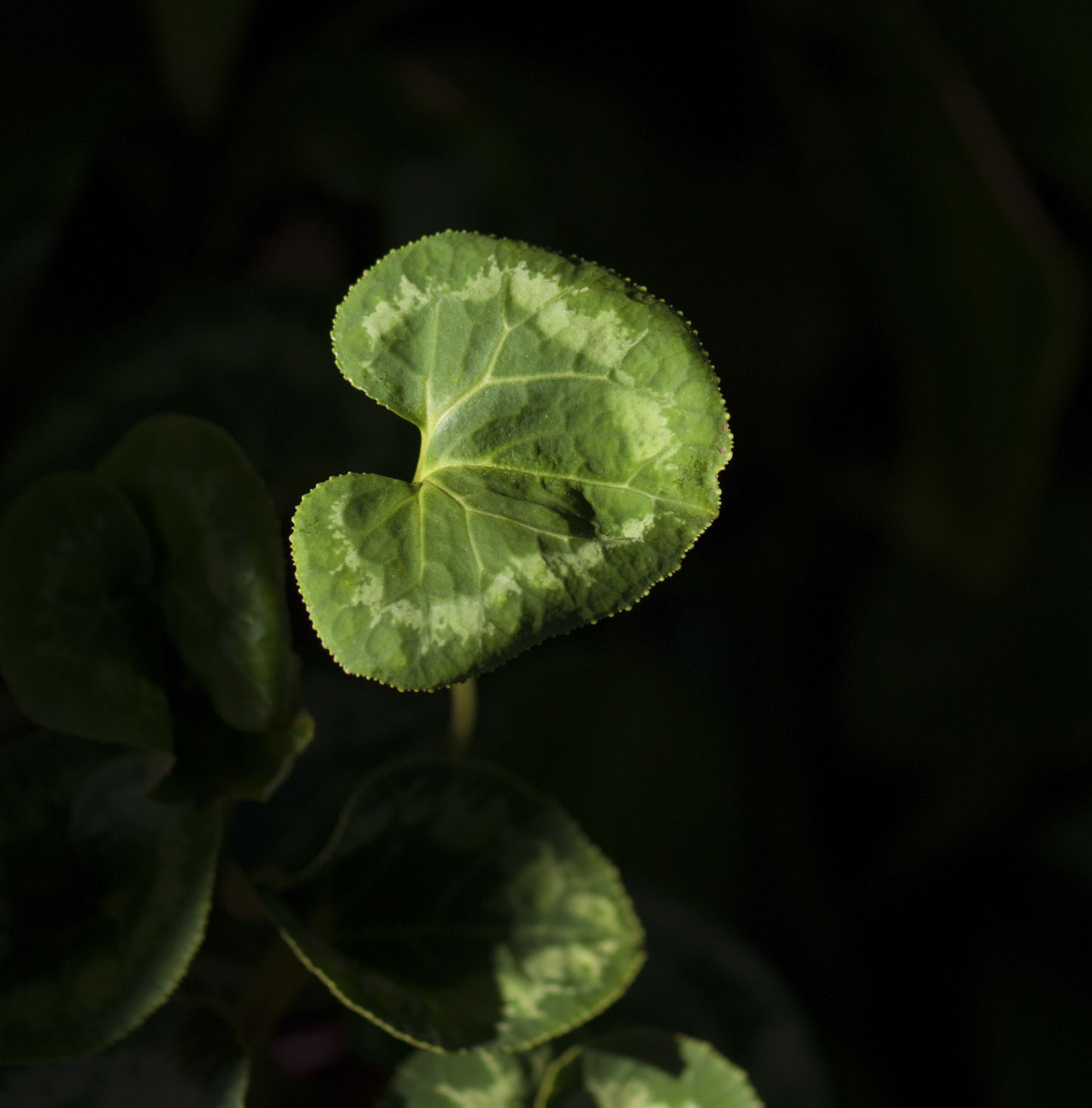 Houseplant leaf with a dark background
