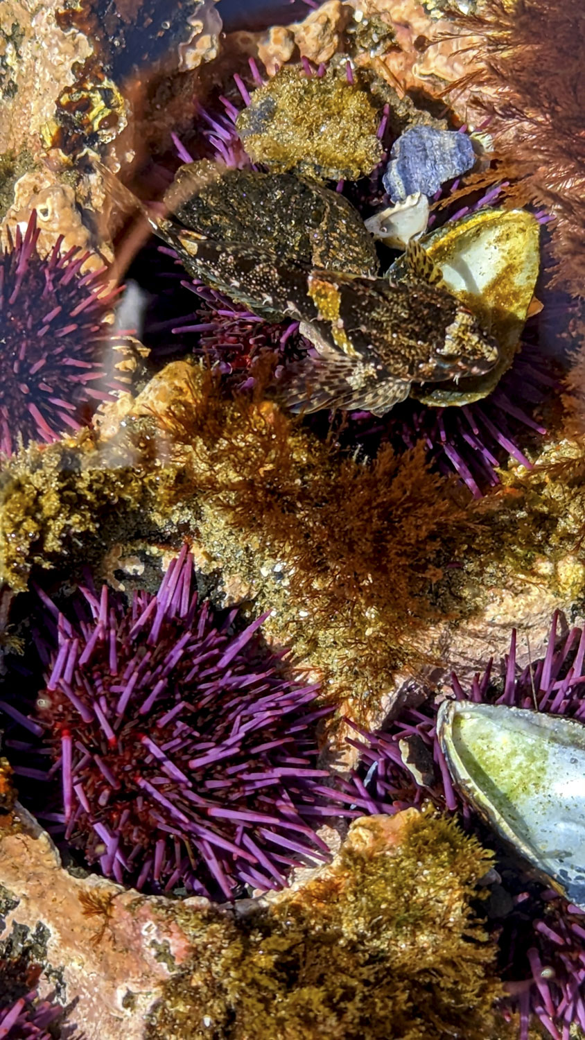 A tidepool with purple urchins and some fish