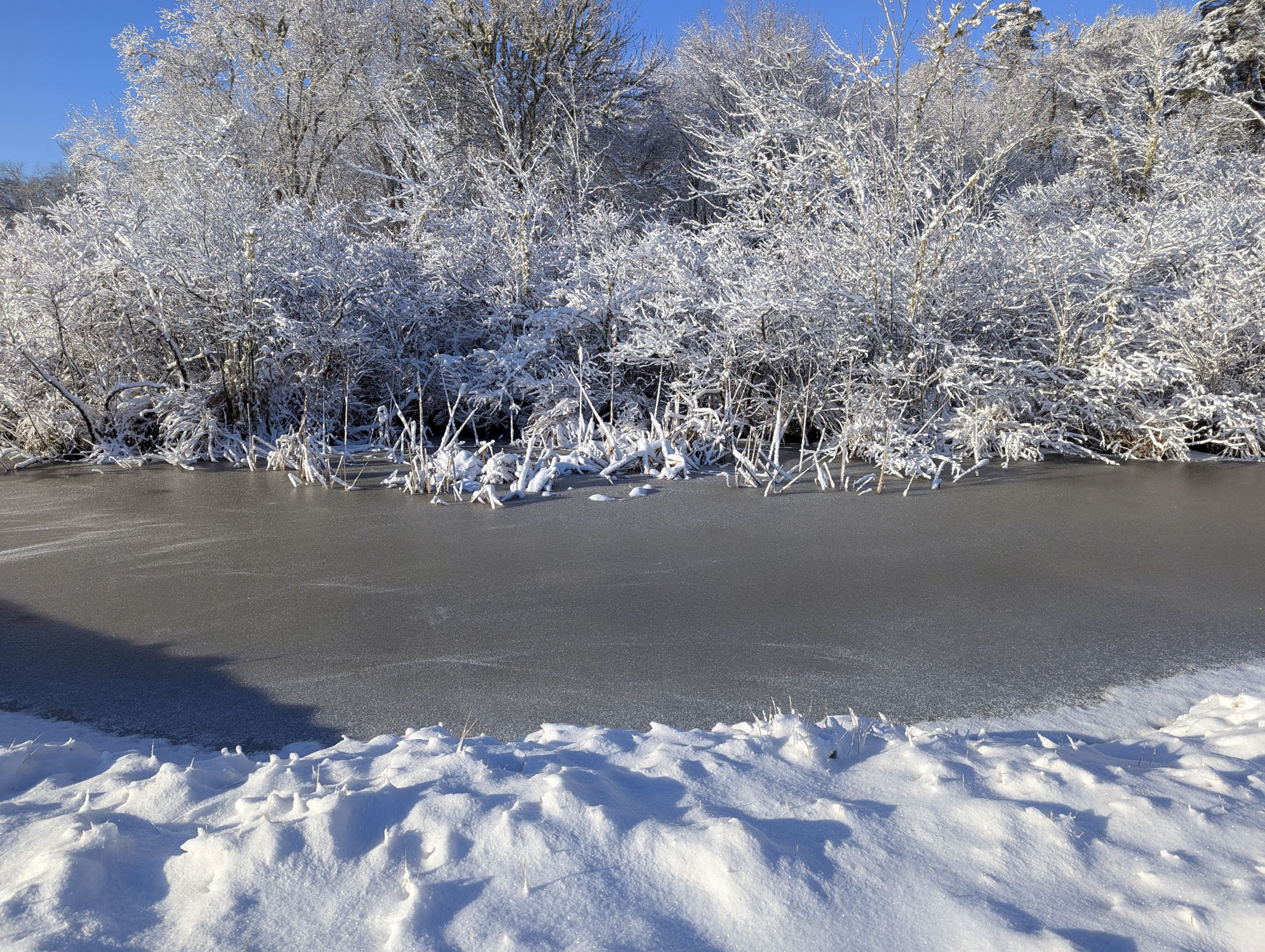 Snow covered trees on the other side of a frozen stream.
