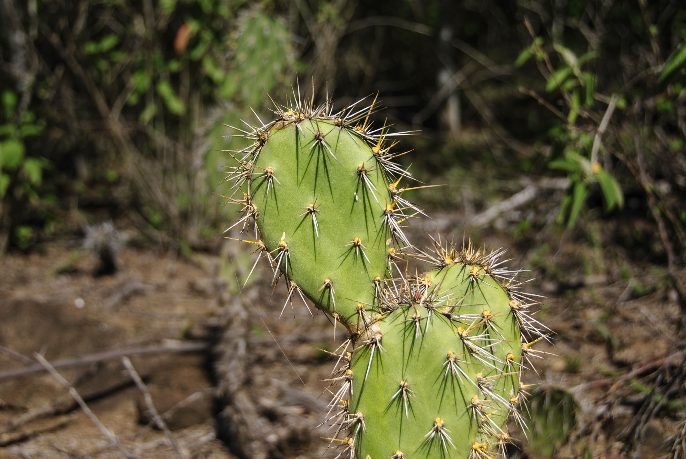 A flat cactus